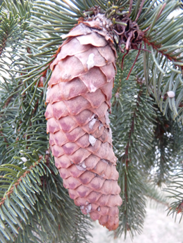 Cônes allongés (10-16 cm), d'abord dressés puis pendants à maturité et ne se désagrégeant pas, on les retrouve entiers sur le sol lorsqu'ils sont tombés. Agrandir dans une nouvelle fenêtre (ou onglet)